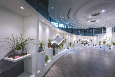 這種蘭花國(guó)內(nèi)已幾十年未見!上海國(guó)際蘭展70多種珍稀瀕危蘭花綻放,一度失傳的后翠蟾亮相